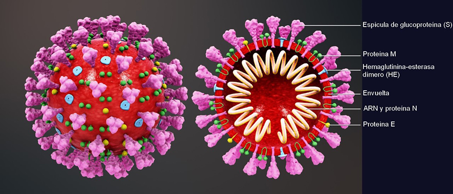 Figura 1. Representación grafica del coronavirus SARS-CoV-2. Debido a la forma que presentan su cobertura externa, al ser observado en el microscopio, asemeja la forma de una corona. Tomada de: https://es.wikipedia.org/wiki/SARS-CoV-2